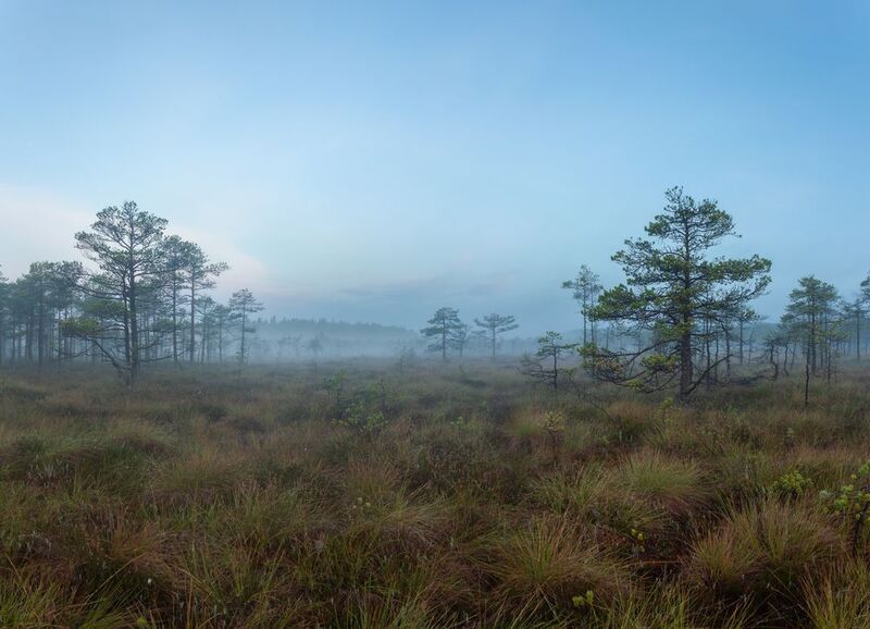 Туманная дальphoto preview