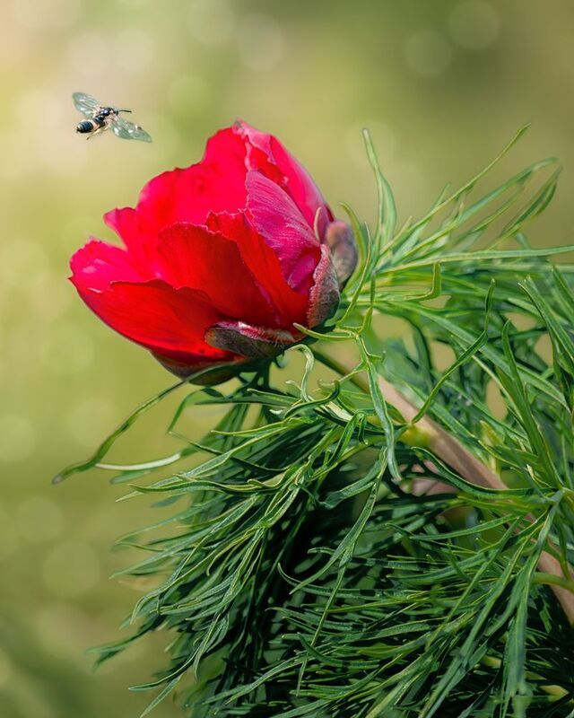 Весна фото превью