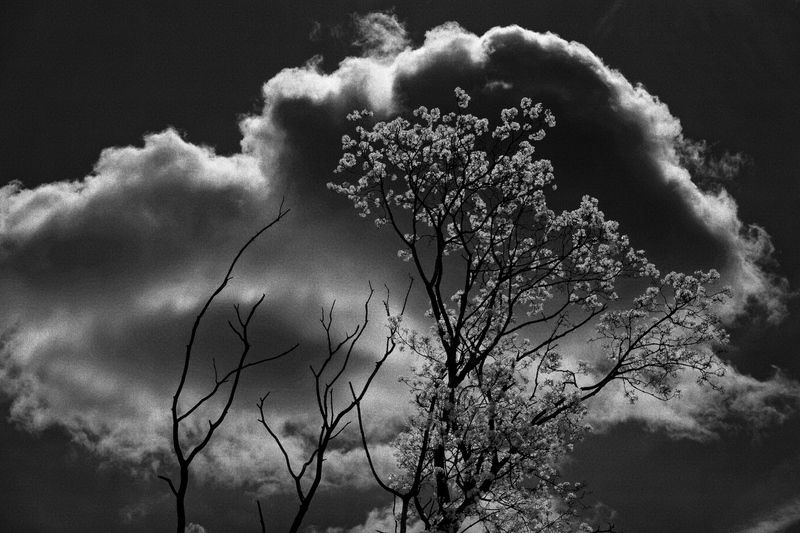 Деревья, весна, жизнь Весенняя аллегорияphoto preview