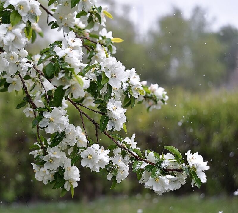 Апрельский снег...photo preview