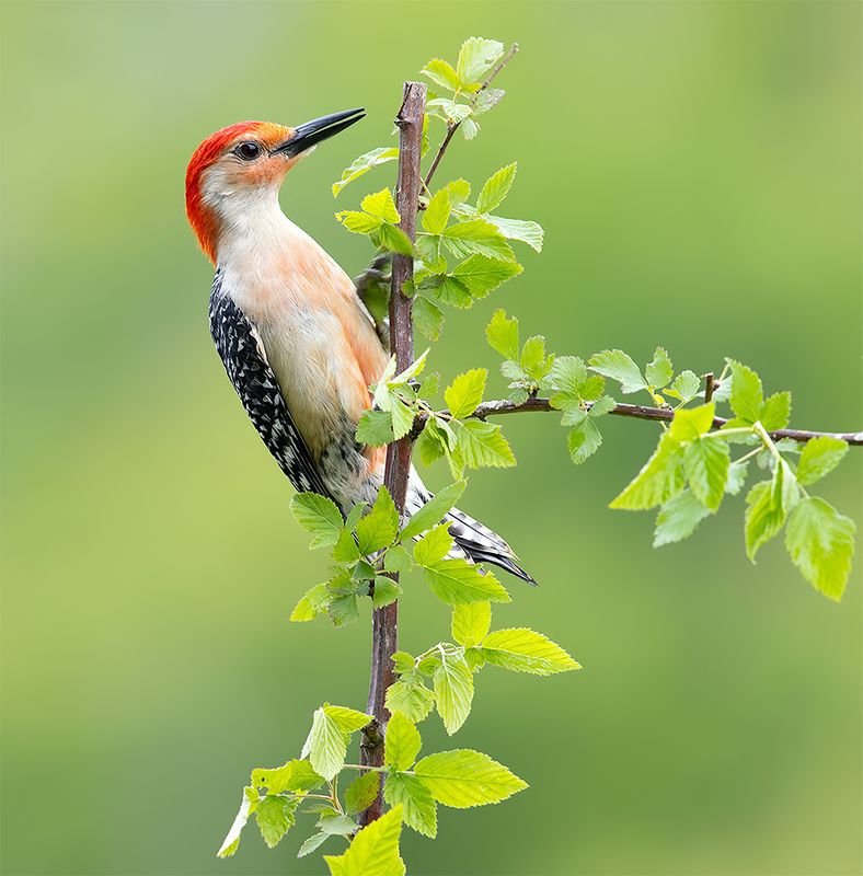 дятел, каролинский меланерпес, red-bellied woodpecker, woodpecker, весна, spring Red-bellied Woodpecker, male -Каролинский меланерпес фото превью