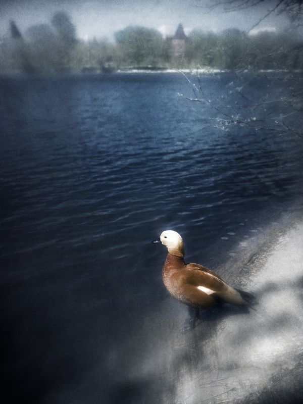 огарь, пикториализм Одинокий огарь.photo preview