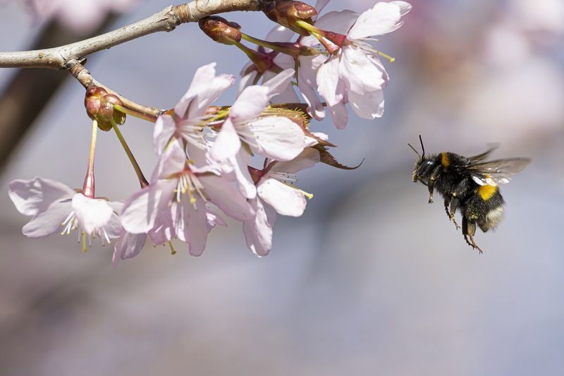сакура, шмель, весна, цветение, цветущая сакура Цветение сакурыphoto preview