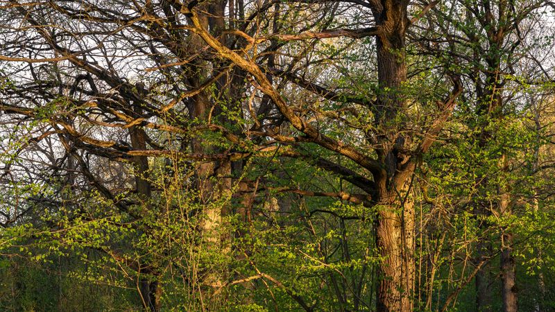 forest, tree, light, foliage, sunlight, morning, evening, oak, bush, beauty ***photo preview