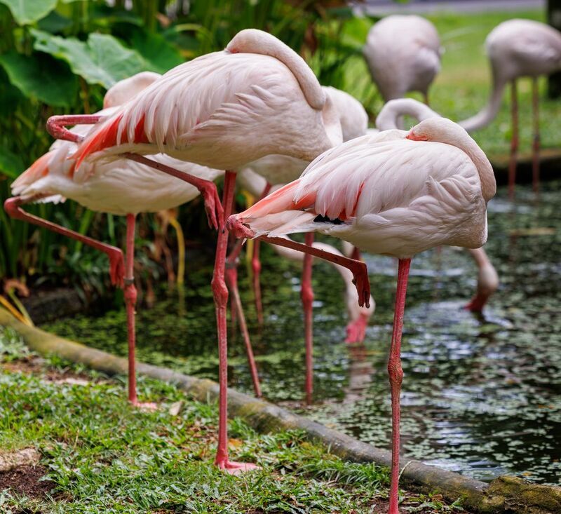 #birds #wildlife #animallovers #wild #flamingo #animal_captures #thai #thailand #khaokheow Джунгли Тайландаphoto preview
