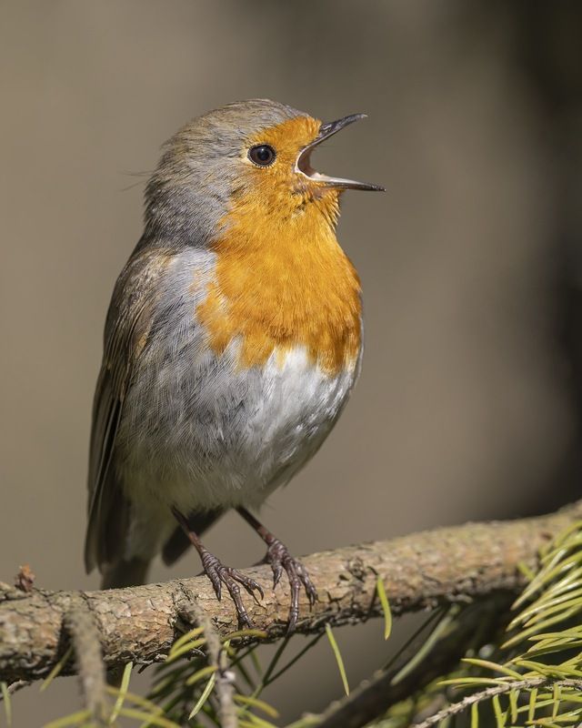 зарянка, малиновка, птицы Зарянкаphoto preview