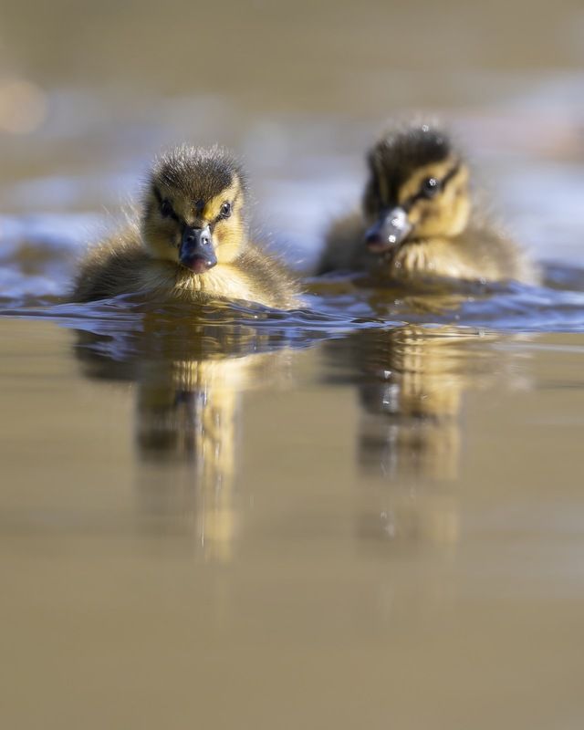 кряква, утята, утенок, птицы Кряквятаphoto preview