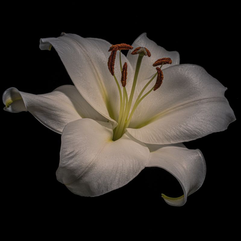 Лилияphoto preview