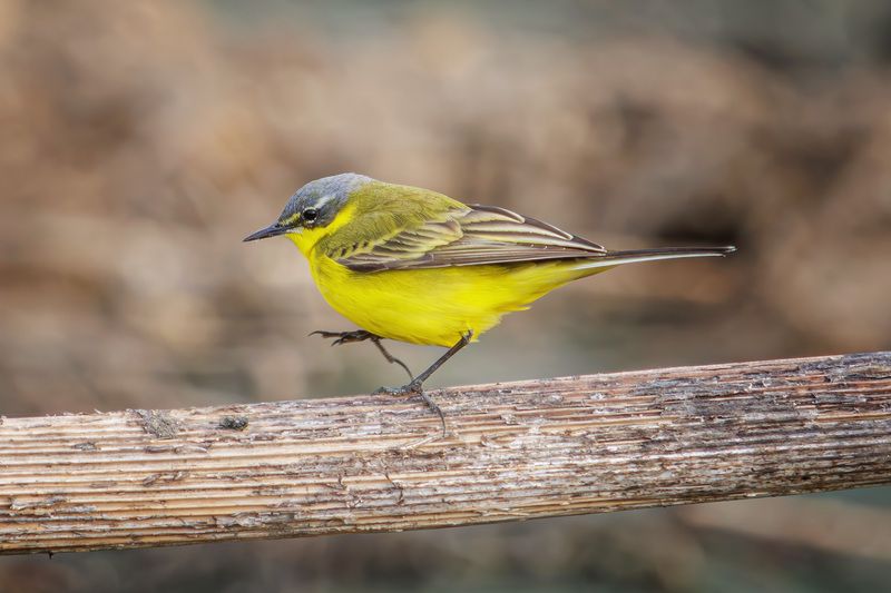 желтая трясогузка Желтая трясогузкаphoto preview