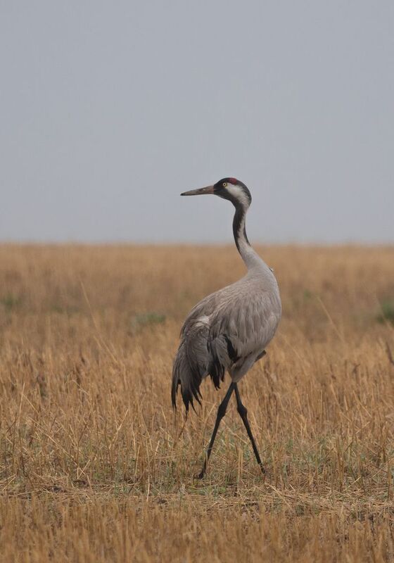 серый журавльphoto preview