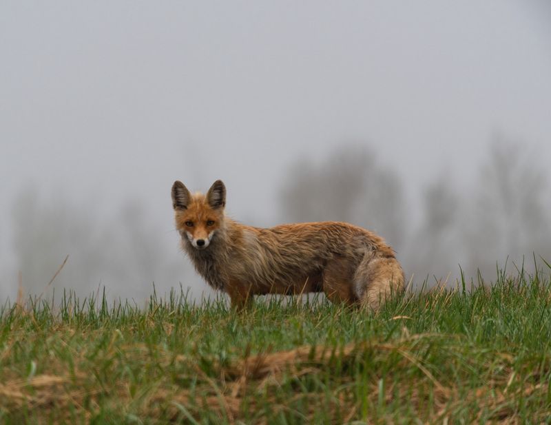 рыжая сестрицаphoto preview