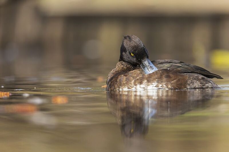 хохлатая чернеть, нырок, птицы Хохлатая чернетьphoto preview
