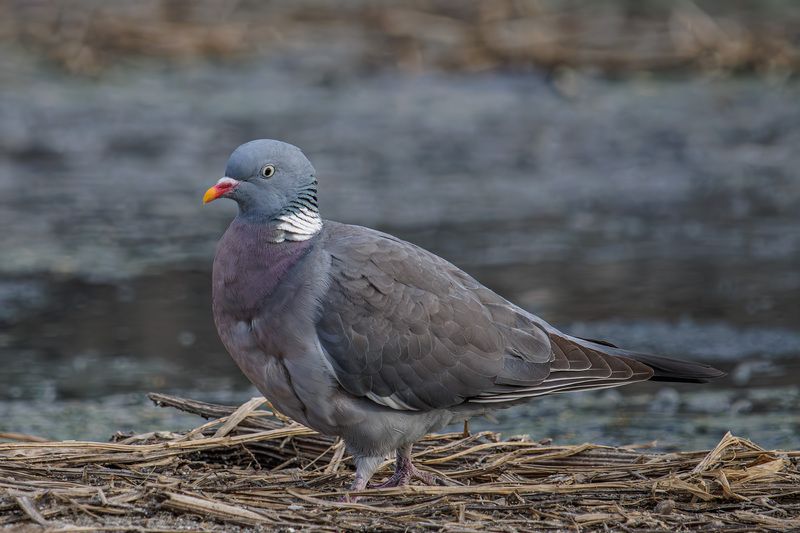 Вяхирьphoto preview