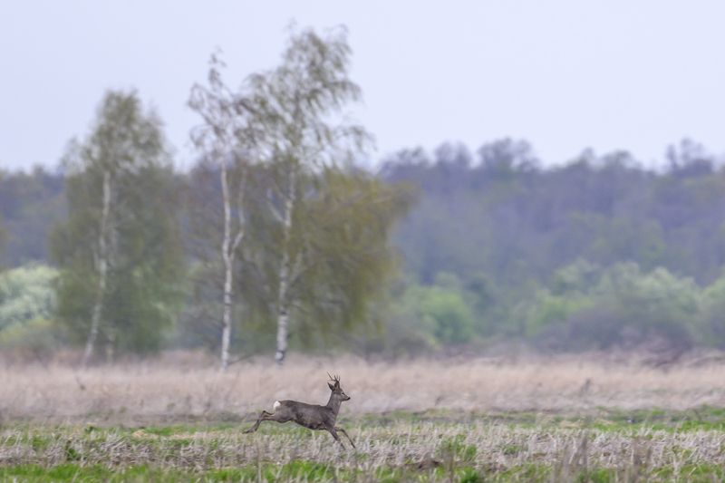 Как назвать самца косули? ))photo preview