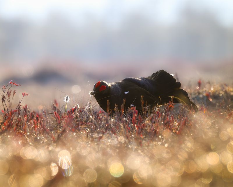 тетерев, ток, токование, птицы, фотоптиц, природа, весна, болото, лес, бердинг, бердвотчинг, фотоохота, birding, black grouse, countership display, birdwatching, wildlife Тетерев на токуphoto preview