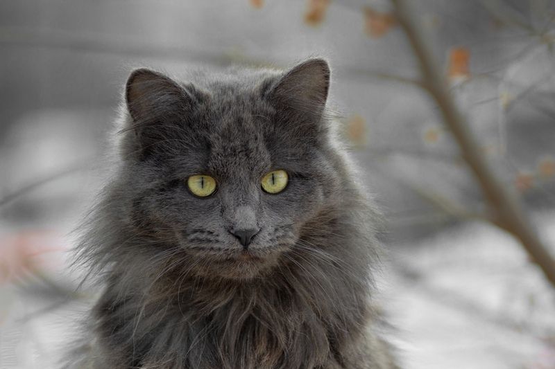 дворовый кот Хиппи лохматыйphoto preview