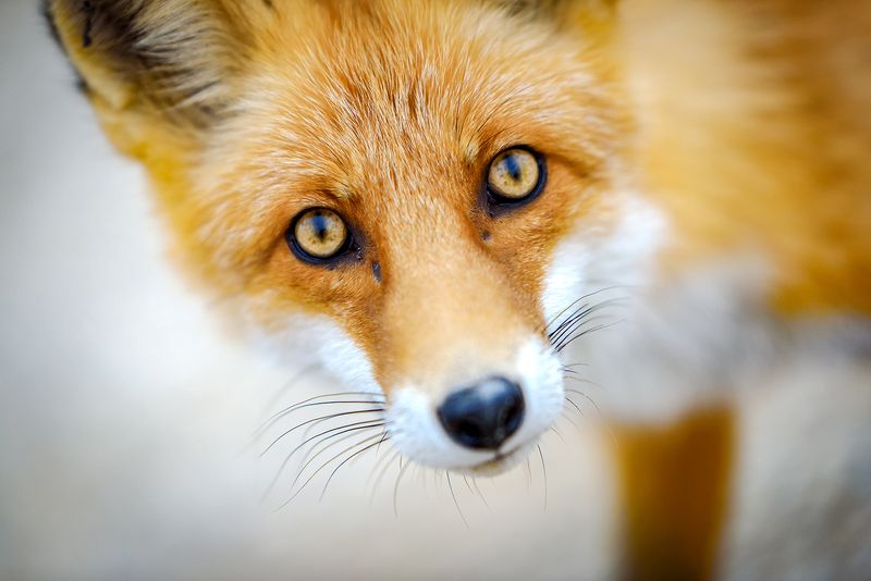 лиса, портрет Встреча на дороге.photo preview