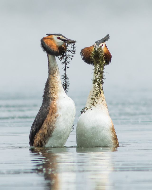 чомги, чомга Чомгиphoto preview