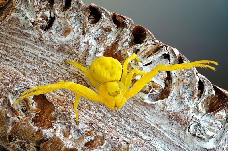 мизумена photo preview