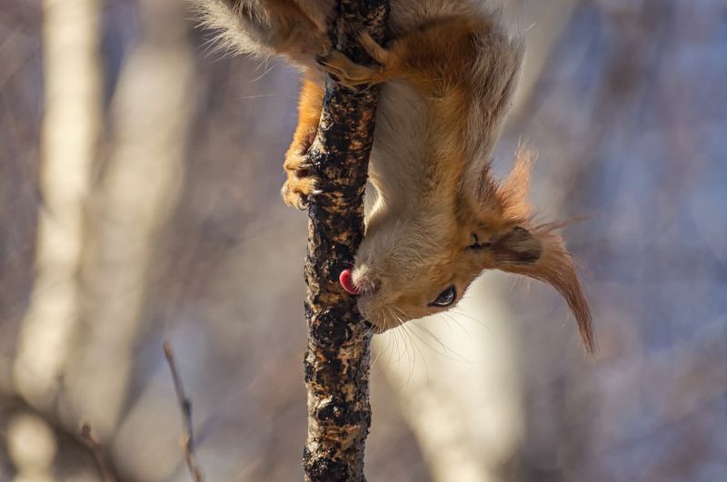 белка, берёзовыйсок, весна, Берёзовый сок и белки. (4 ФОТО)photo preview