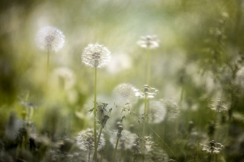 Одуванчикиphoto preview