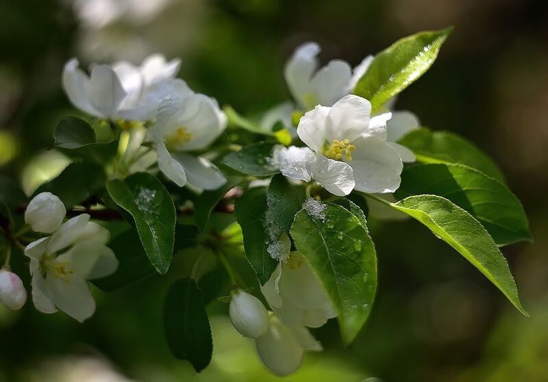 Аперельский снег..photo preview