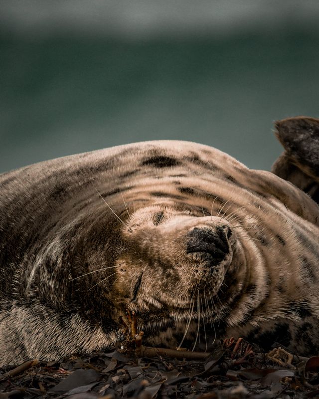 серый тюлень, seal Пожалуйста, не беспокоить!photo preview