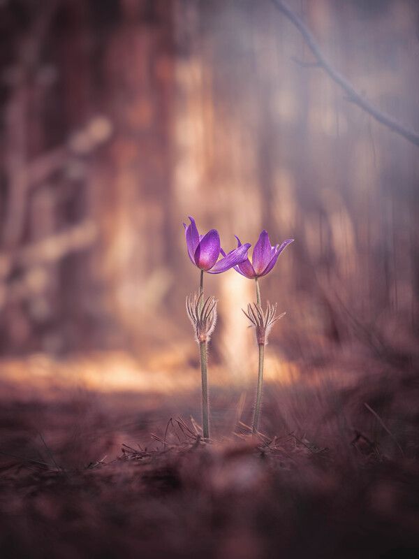 Навсегда фото превью