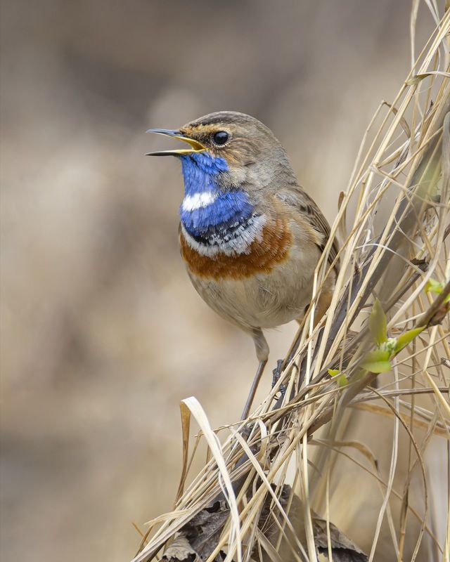 варакушка, птицы Варакушкаphoto preview