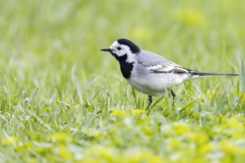 белая трясогузка, трясогузка, птицы Белая трясогузкаphoto preview