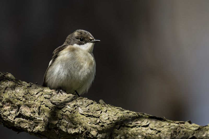 мухоловка пеструшка, мухоловка,  пеструшка, птицы Мухоловка пеструшкаphoto preview