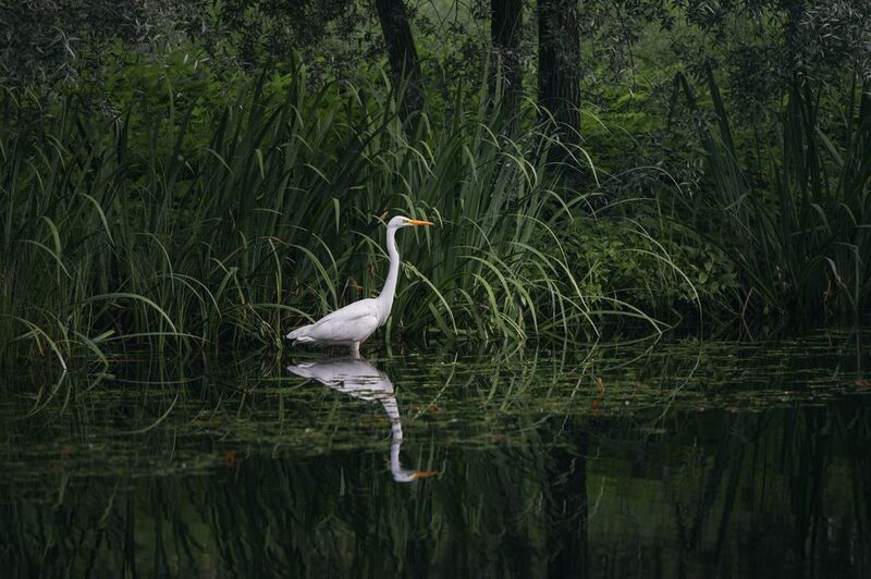 nature, animal, outdoors, water, pond, egret, grass, green, reflection, bird, природа, птица, цапля, озеро, отражение Охотаphoto preview
