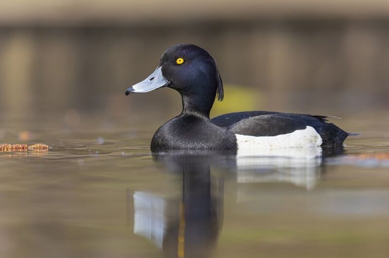 хохлатая чернеть, нырок, птицы, утка Хохлатая чернетьphoto preview