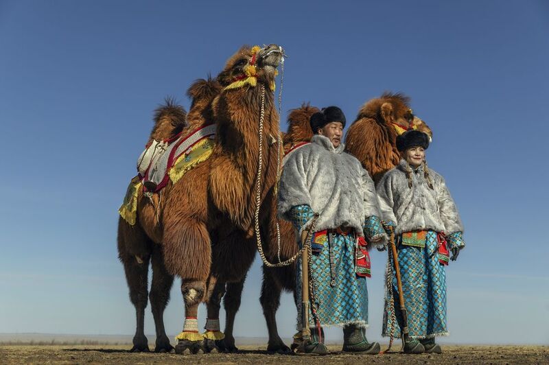 Mongolian camel winter festivalphoto preview
