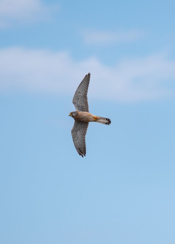 пустельгаphoto preview