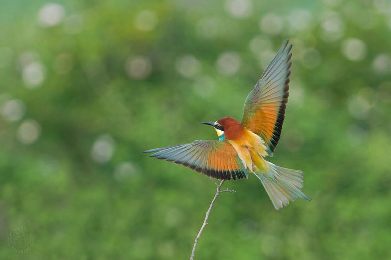 Щурка - Lens and Feathersphoto preview