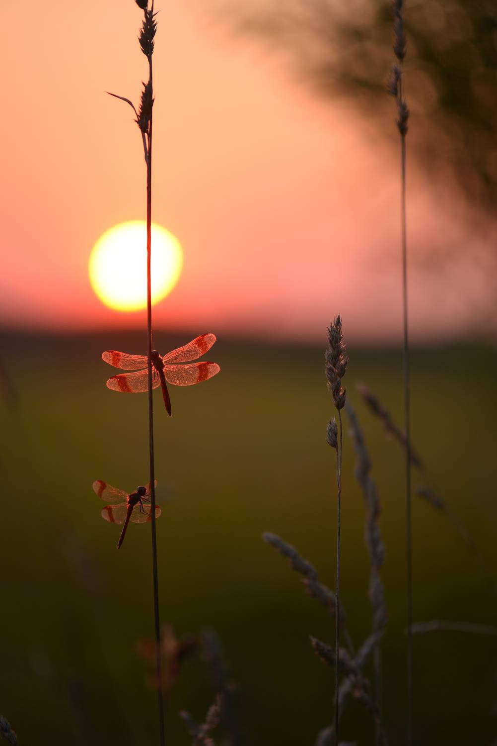 Стрекоза перевязанная, закат, Соварцева Ксения