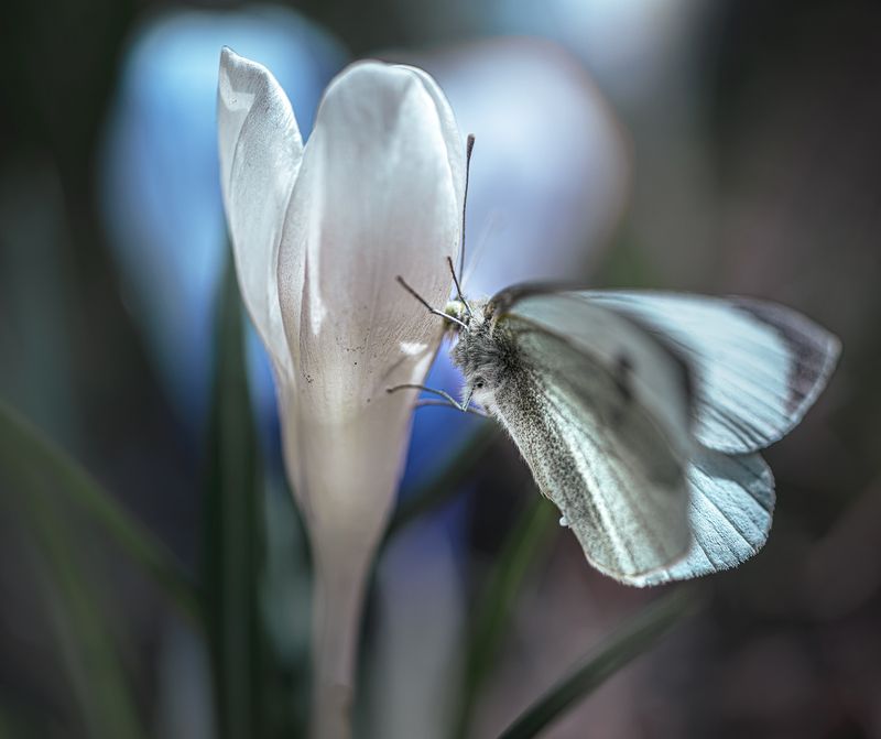 Лейли и Меджнунphoto preview