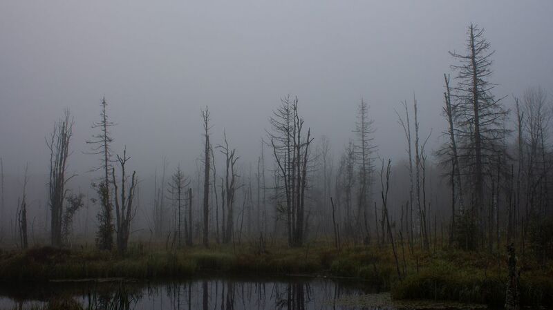 Затопленный лесphoto preview