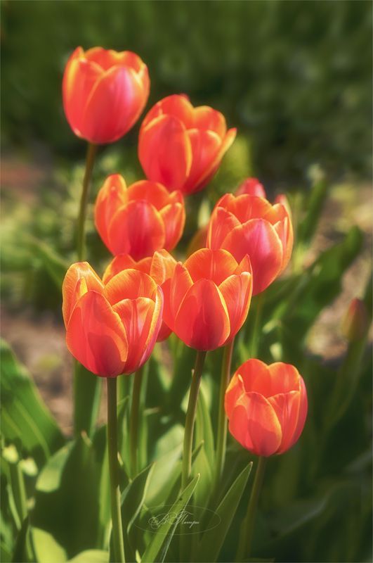 тюльпаны Праздничныеphoto preview