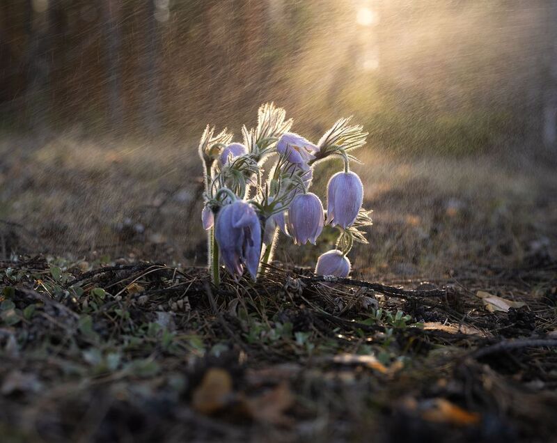 Вятская сон траваphoto preview