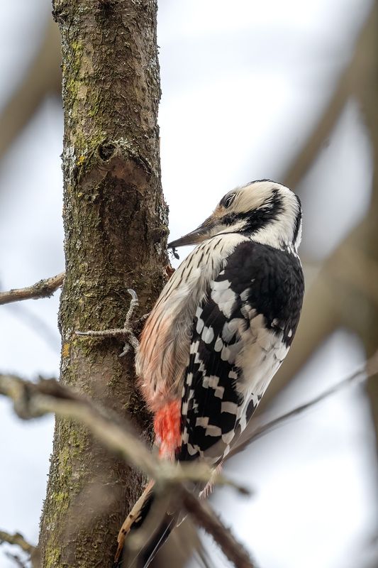 Муравей идятел фото превью