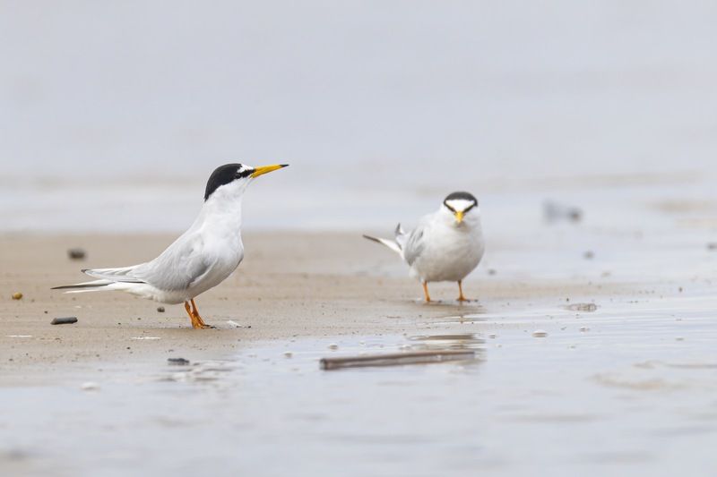 малая крачка, крачка, чайка, птицы Малая крачкаphoto preview