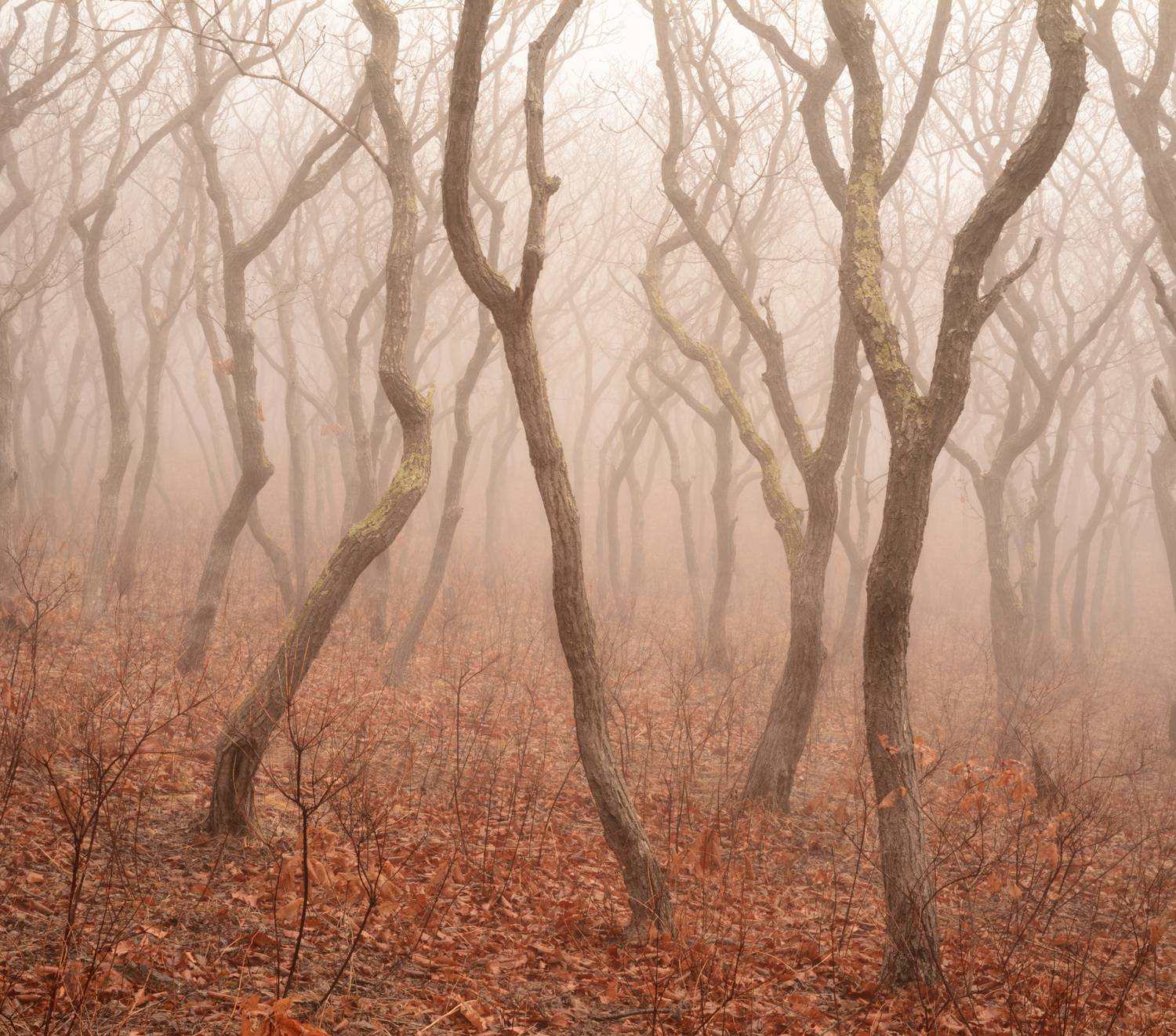 Королевство кривых.. Автор: Едуш Сергей приморье, Едуш Сергей