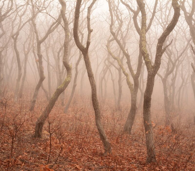 приморье Королевство кривых.photo preview