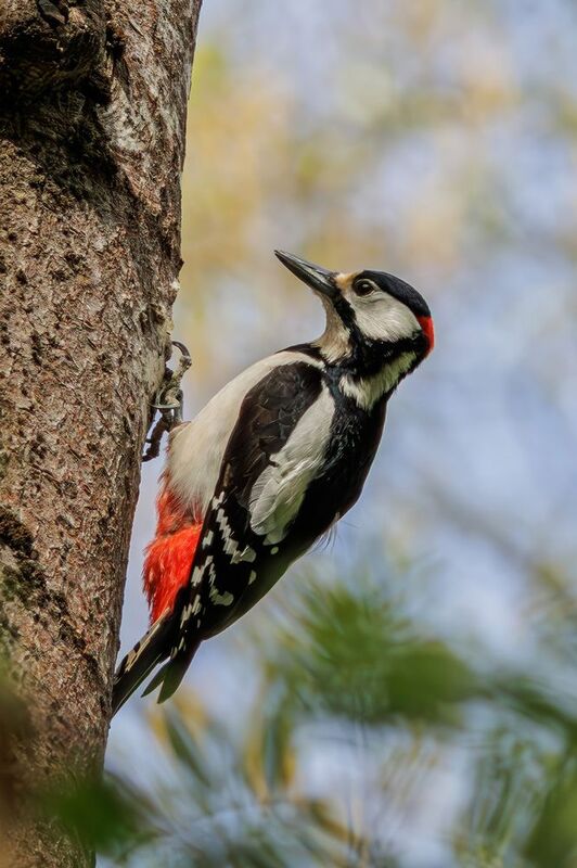 Большой пестрый дятелphoto preview