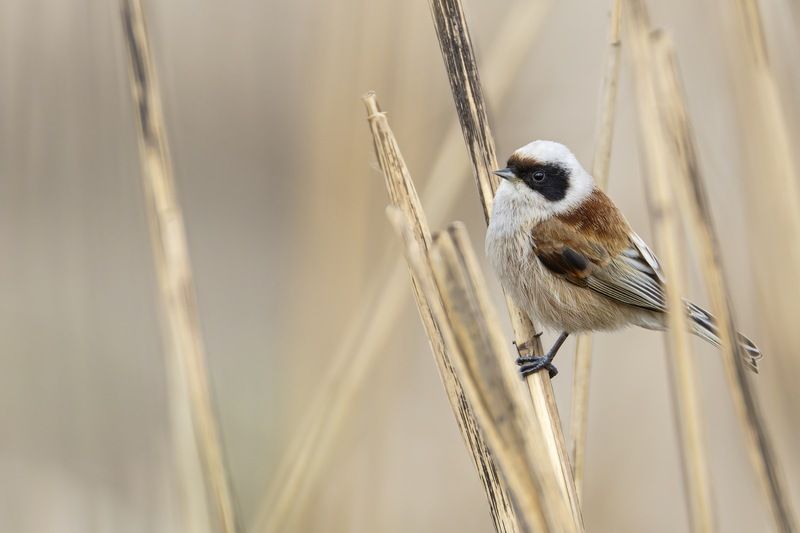 ремез, птицы Ремезphoto preview