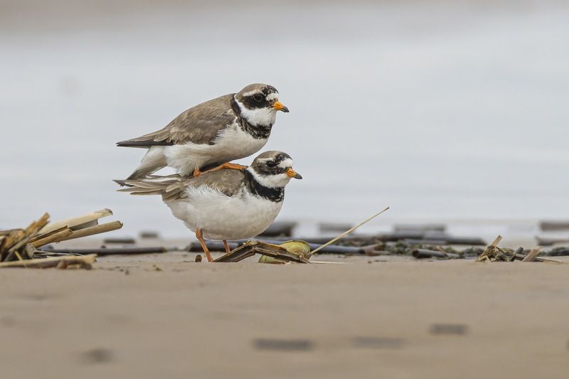галстучник, птицы Бременские музыкантыphoto preview
