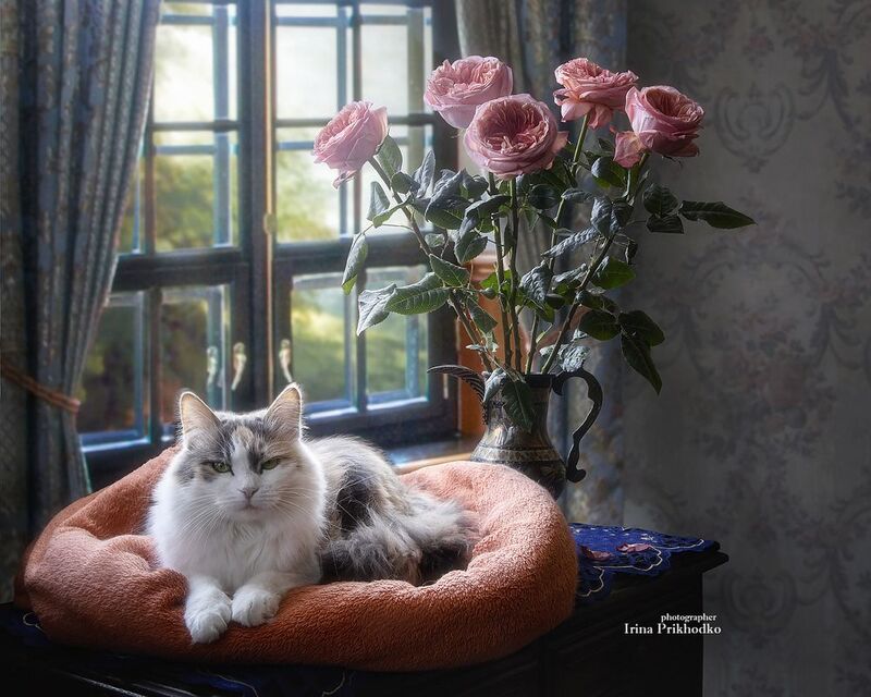 кошки, домашние животные, питомцы, портрет, интерьер, розы, букет Портрет кошки в интерьере с букетом роз фото превью