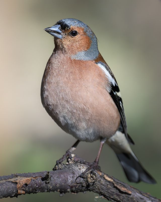 Зяблик (Fringílla coélebs) photo preview